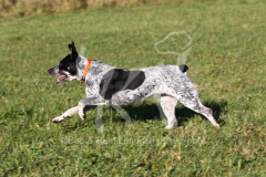 Australian Heeler