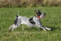 Australian Heeler