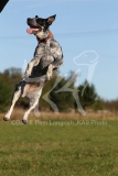 Australian Heeler