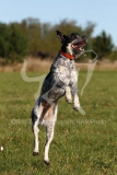 Australian Heeler