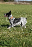 Australian Heeler