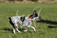 Australian Heeler