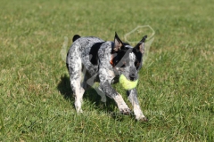 Australian Heeler