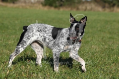 Australian Heeler