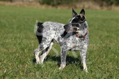 Australian Heeler