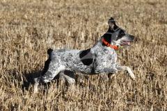 Australian Heeler