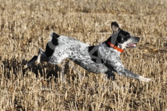 Australian Heeler