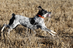 Australian Heeler