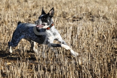 Australian Heeler