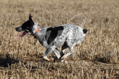 Australian Heeler