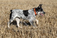 Australian Heeler