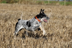 Australian Heeler