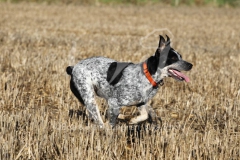 Australian Heeler