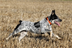 Australian Heeler