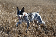 Australian Heeler