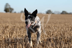 Australian Heeler