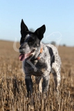 Australian Heeler