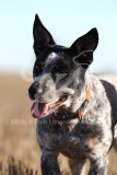 Australian Heeler