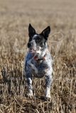 Australian Heeler