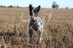 Australian Heeler