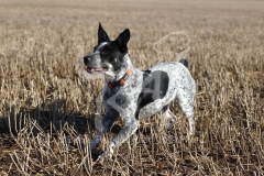 Australian Heeler