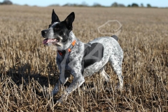 Australian Heeler