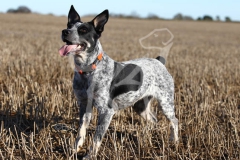 Australian Heeler