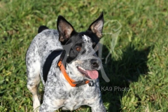 Australian Heeler