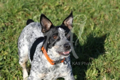 Australian Heeler