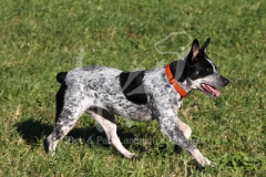 Australian Heeler