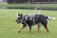 Australian Heeler