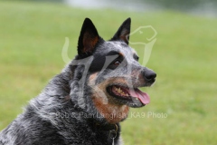 Australian Heeler