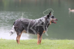 Australian Heeler