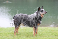 Australian Heeler