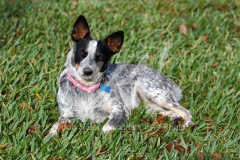 Australian Heeler