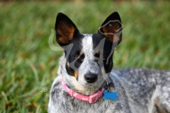 Australian Heeler