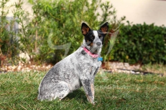 Australian Heeler