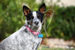 Australian Heeler