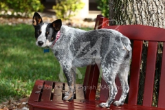 Australian Heeler