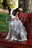 Australian Heeler