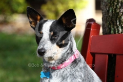 Australian Heeler