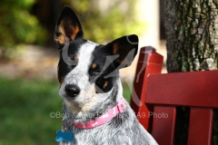 Australian Heeler