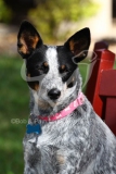 Australian Heeler