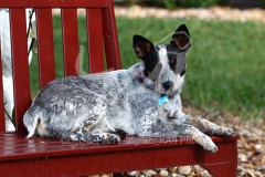 Australian Heeler