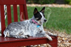 Australian Heeler