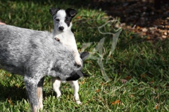 Australian Heeler