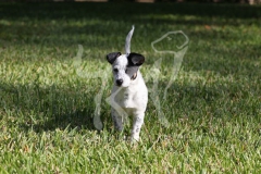 Australian Heeler