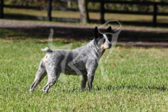 Australian Heeler