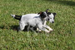 Australian Heeler