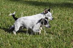 Australian Heeler